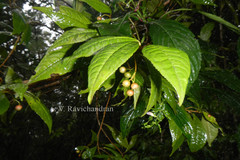 Ardisia blatteri